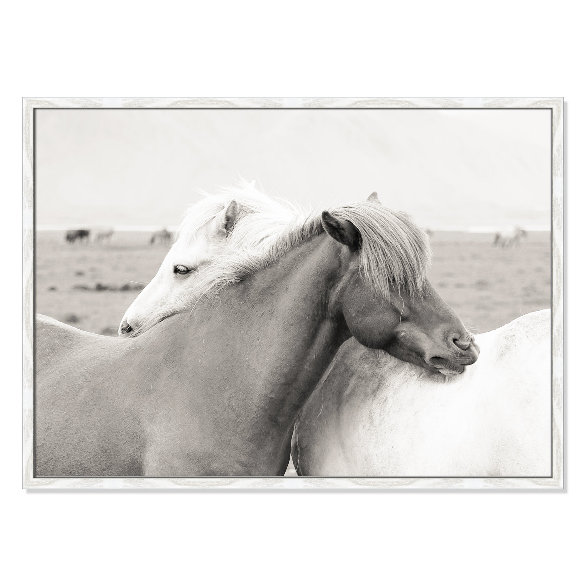 Icelandic Meadow Horses by Danita Delimont - Picture Frame Photograph on Paper, White Wood Grain Framed