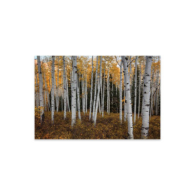 " Aspen Forest In Autumn " by Bill Sherrell