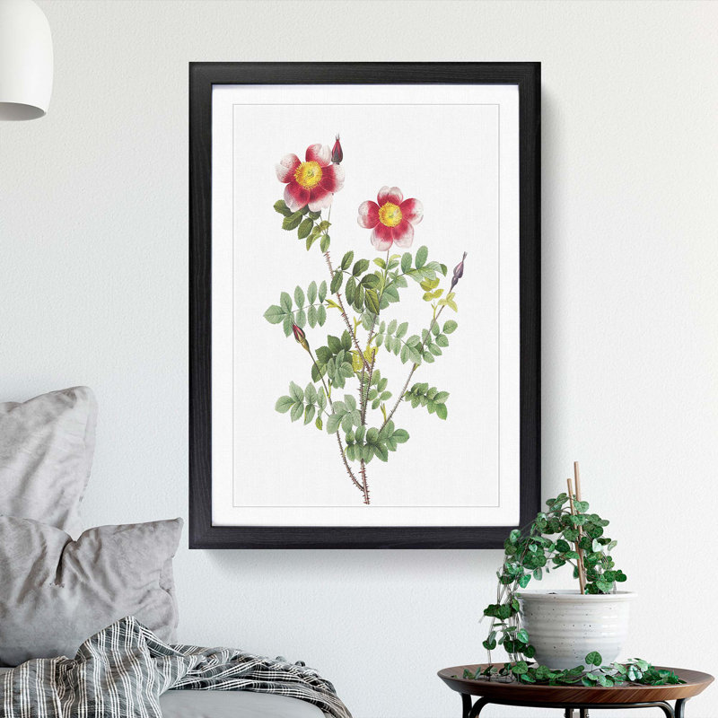 A Burnet Rose In Pink by Pierre-Joseph Redoute - Single Picture Frame Painting, Black Framed, 63cm H x 45cm W x 2cm D