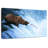 Brampt Bear Catching Salmon-108816348