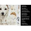 Serviette de cuisine White Jack Russell Terrier-1234933849