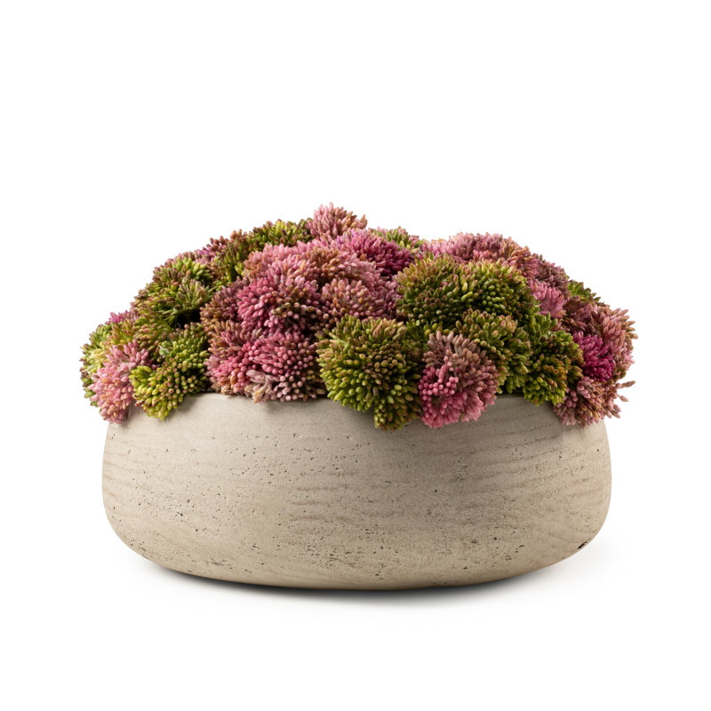 Green & Pink Sedum Floral in Eileen Pot