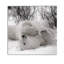 «Hudson Bay Bear», photographie-329774925-329774931