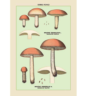 Champignons comestibles : boletus granuleux et versipellis, impression