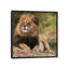 «Lion Laying Down», impression sur toile-33109595-72406926-72406927