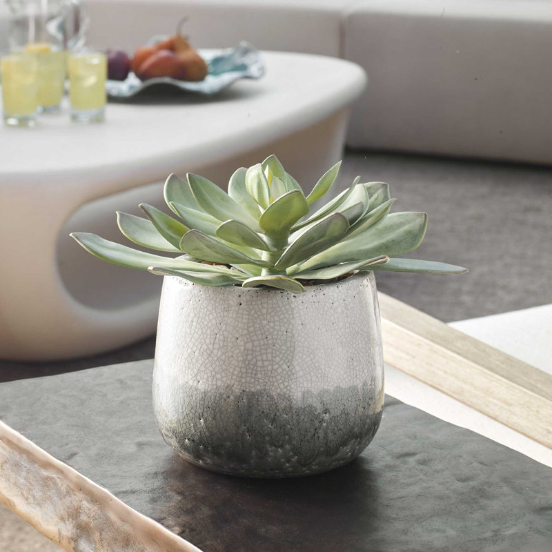 Plante grasse d'extérieur Uttermost Dudleya Gray