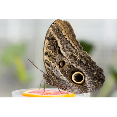 Cira Owl Butterfly - Wrapped Canvas Print