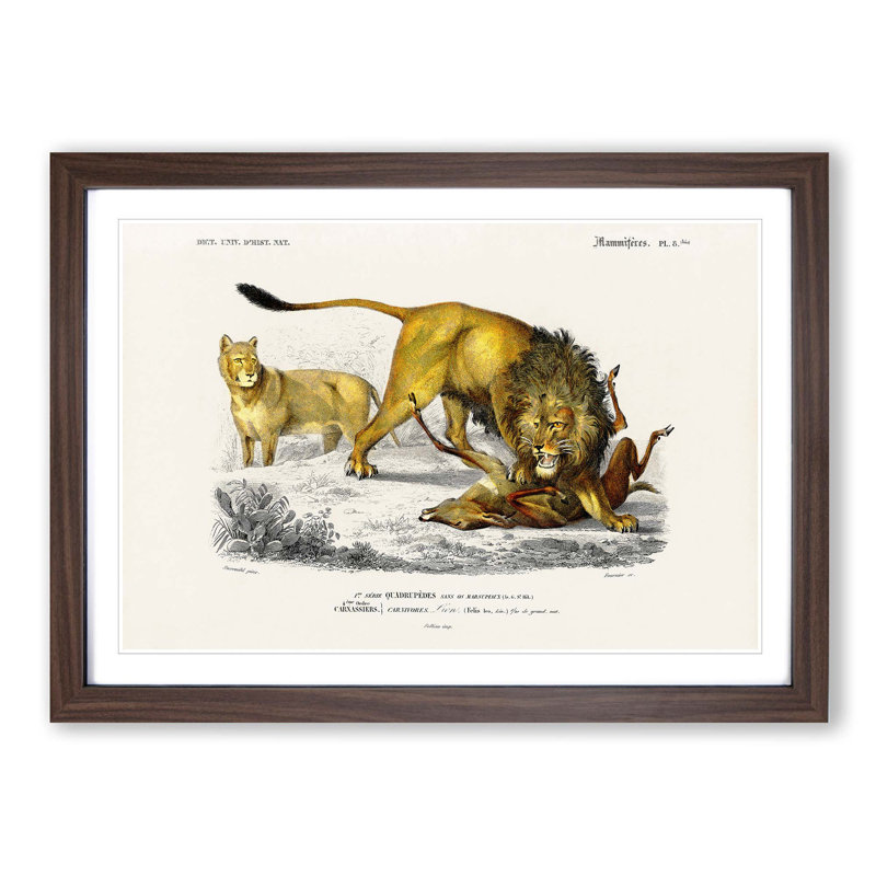 Lion Illustration by Charles d' Orbigny - Picture Frame Painting Print, 48cm H x 65cm W x 2cm D, Walnut Framed