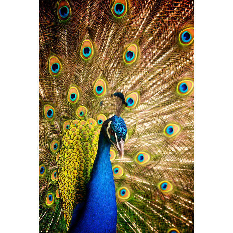 Male Peacock - Wrapped Canvas Print, 76cm H x 51cm W x 3.8cm D