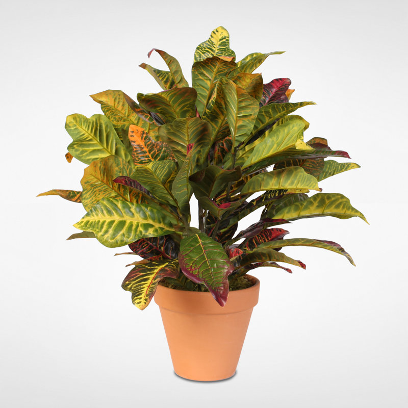 Doublure de plancher en pot croton