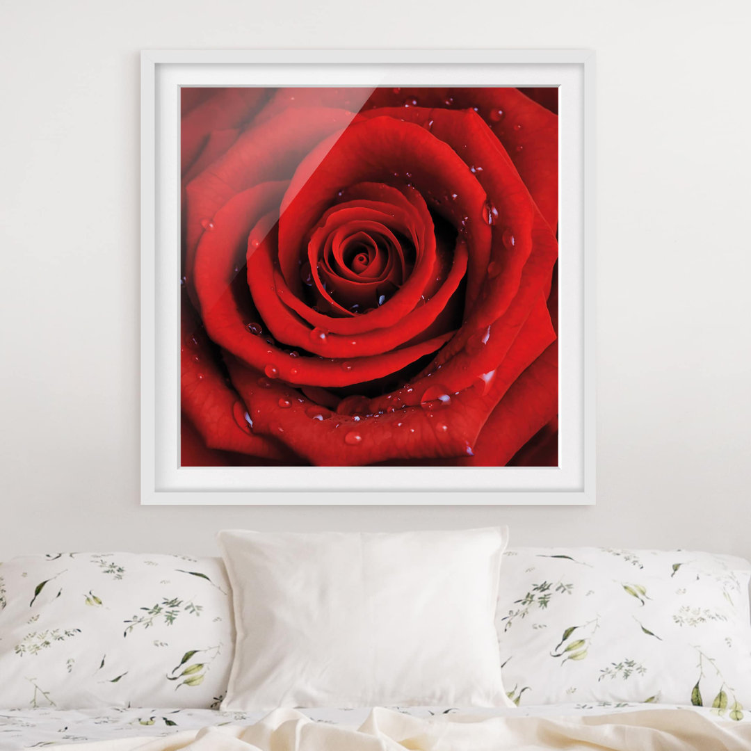 Gerahmtes Papierbild Rote Rose mit Wassertropfen