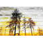 «Trees Against Gold Sky» par Parvez Taj - reproduction de photo-1361337244-1401645178