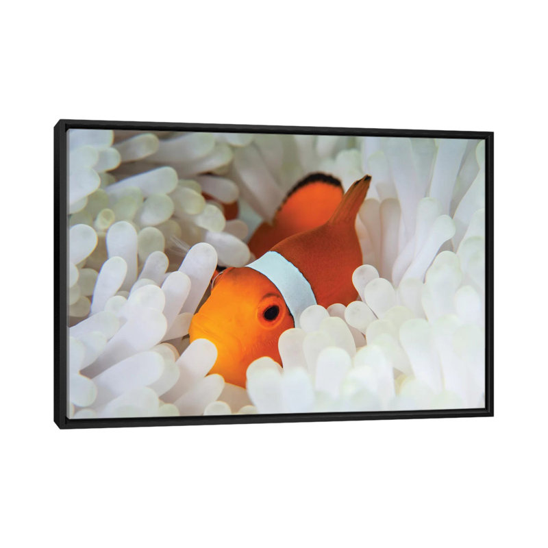 «Un faux poisson clown se blottit parmi les tentacules de son hôte sur un récif», H 18 po x l 26 po x P 1,5 po, Pas de tapis