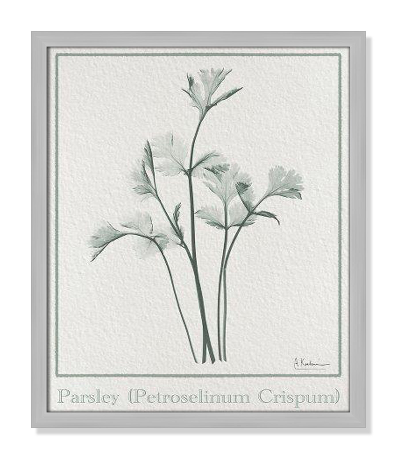 Parsley II Framed On Paper by Albert Koetsier Print, Matte Silver Framed Paper, 19" H x 16" W x 1.25" D