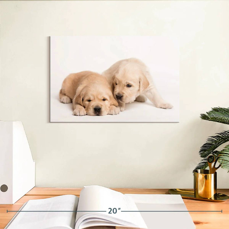 Brampt Golden Retriever de Brampt, H 8 po x l 12 po