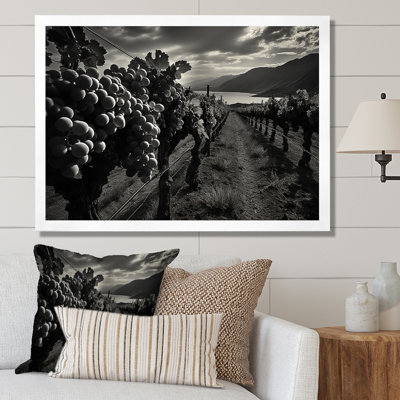 " Scenic Vineyard In Monochrome "