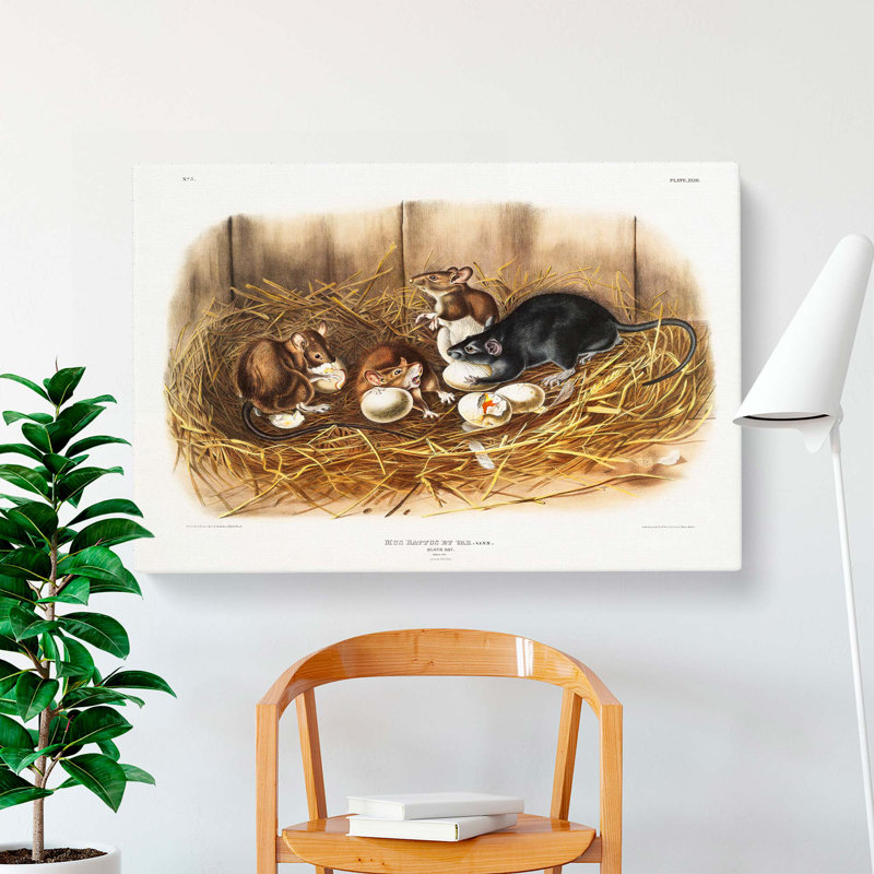 Black Rat by J.W. Audubon - Wrapped Canvas Painting, 60cm H x 91cm W x 3cm D