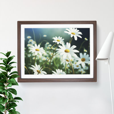 Splendorous Daisy Flowers - Framed Print