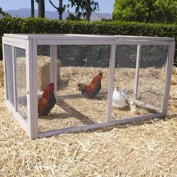 Poule de poule extrêmes Dorian