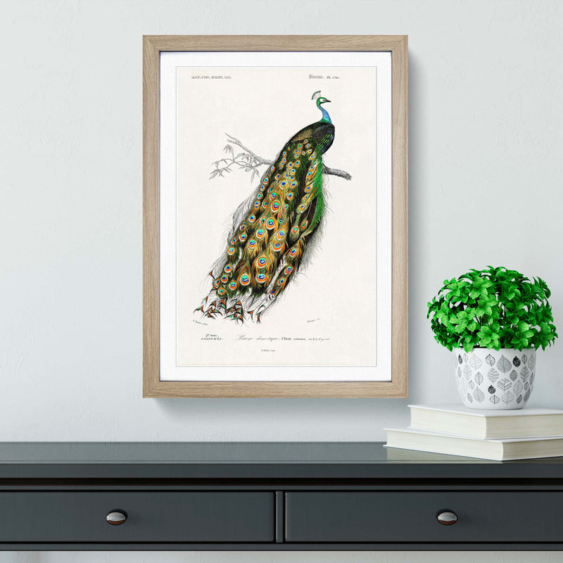 Indian Peacock by Charles D Orbigny - Framed Print, 91cm H x 60cm W x 2cm D, Oak