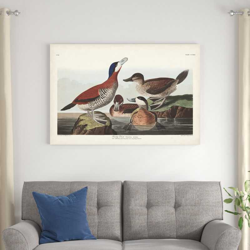 " Pl 343 Ruddy Duck " by James Audubon Painting Print, 32" H x 48" W