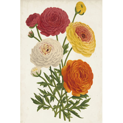 Vintage Garden Beauties II by Horto Van Houtteano - Wrapped Canvas Art Prints