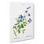 Purple Clematis Flowers by Pierre-Joseph Redoute - Wrapped Canvas Print-55322562
