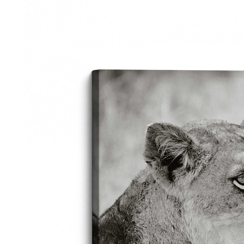 «Lioness Square BW» par Sharon Vardy, reproduction d'art, 36 W x 36 H, Does Not Apply, Unframed Canvas