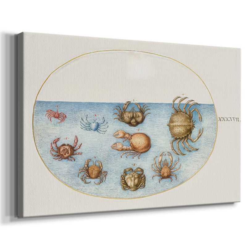 Hoefnagel Sea Vignettes VI - Cavas enveloppés de galerie, 24 x 36