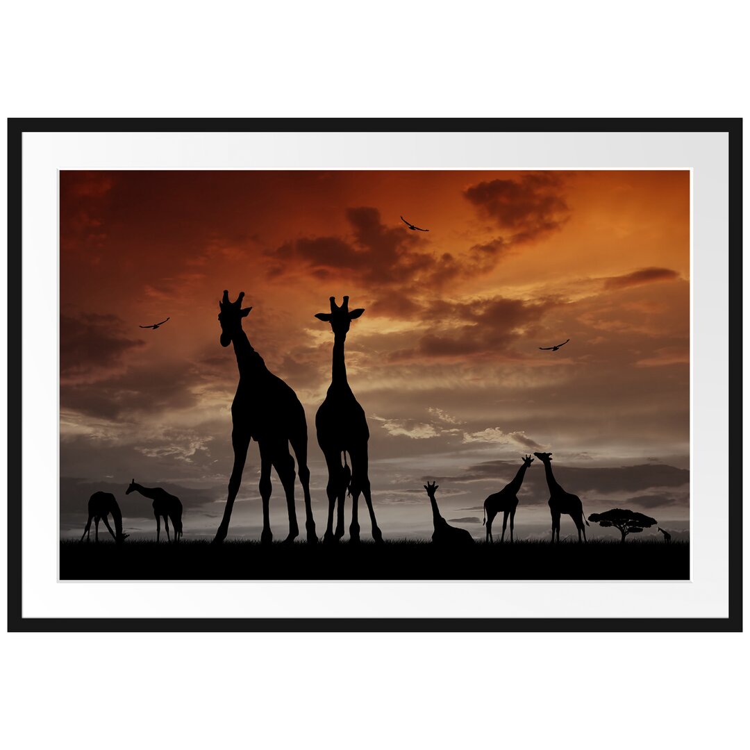 Gerahmtes Poster Afrikas Giraffen bei Sonnenuntergang