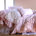 Rose Toile