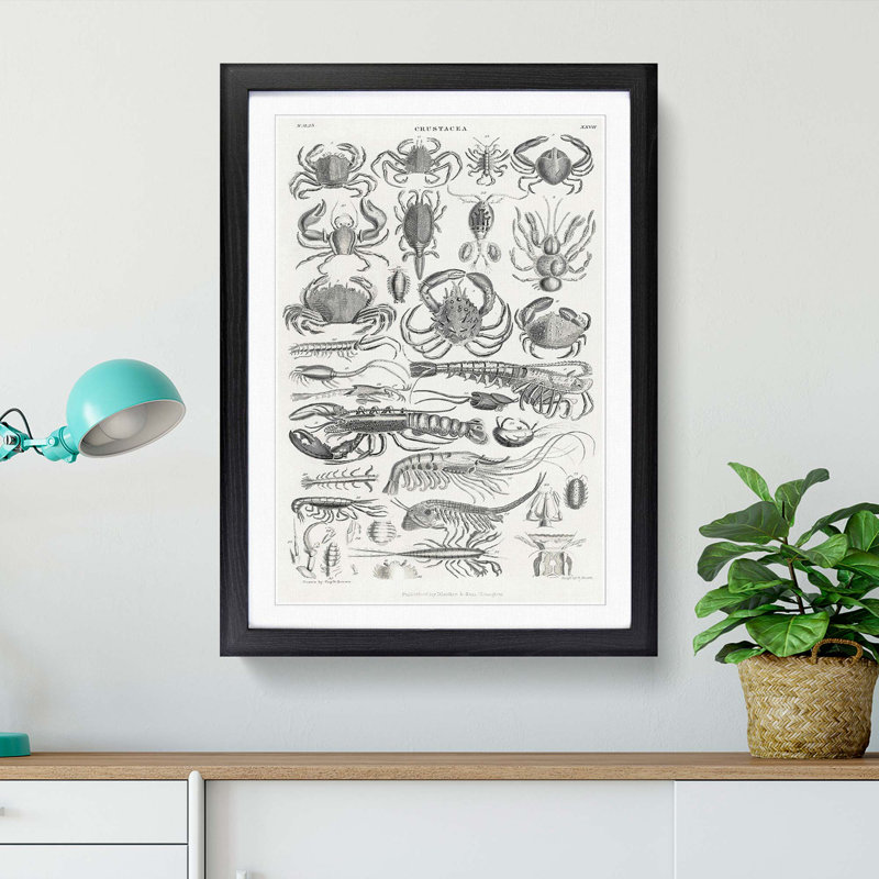 Study of Crustaceans by Oliver Goldsmith - Picture Frame Drawing Print, 36cm H x 27cm W x 2cm D, Black Framed