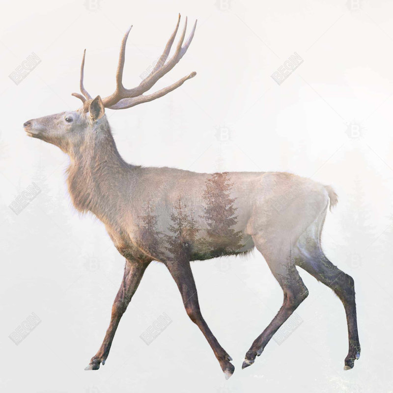 " Deer And Forest "