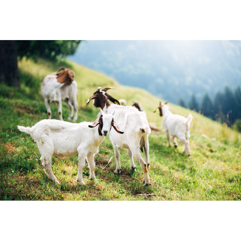 Mountain Goats On Pasture by Borchee - Wrapped Canvas Print, 81cm H x 122cm W x 3.8cm D