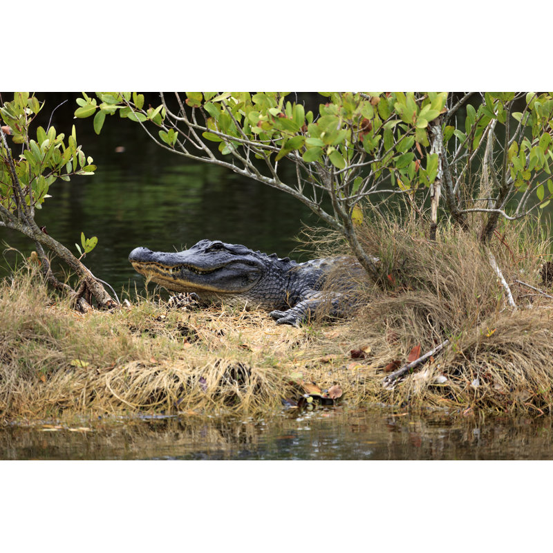 Crocodile by Visionsbyatlee, 8" H x 12" W