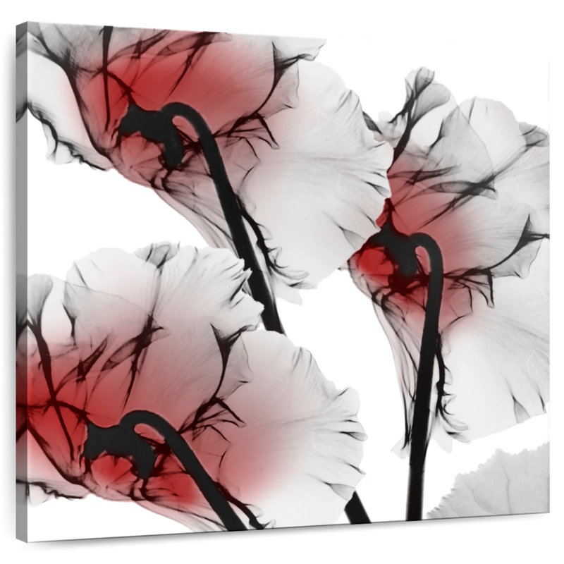 Cyclamen lustré Arney Crimson, H 10 po x l 10 po