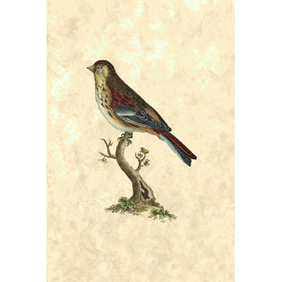 Selby Birds IV 2855413