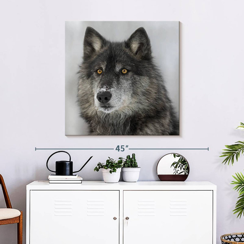 Crowle Surprised Wolf