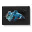 Blue Siamese Fighting Fish - Wrapped Canvas-56648116