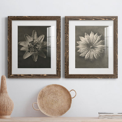 «Blossfeldt Flower I», ensemble de 2 reproductions de photos sur papier encadrées
