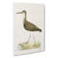 Green Sandpiper by Von Wright - Wrapped Canvas-55310240