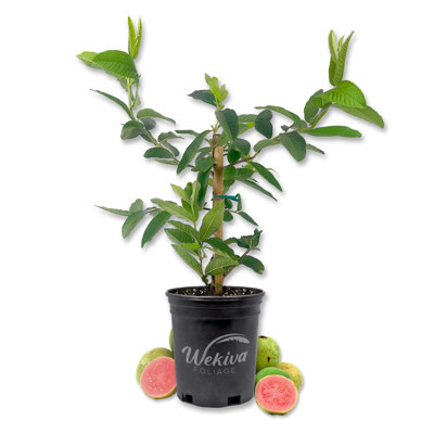 Pink Guava Tree - Live Plant in a 1 Gallon Pot - Psidium Guajava - Edible Fruit Bearing Tree
