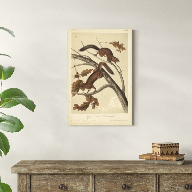 Écureuil Audubon III, H 30 po x l 20 po x P 1,25 po