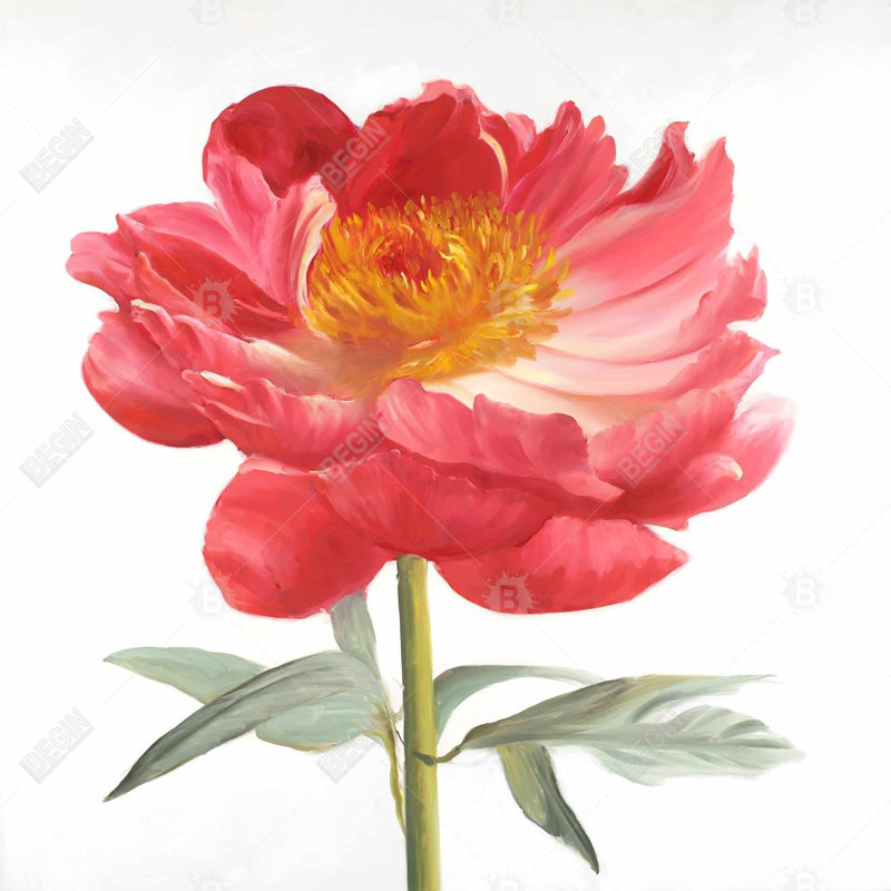 " Pink Peony "
