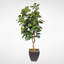 Faux Fiddle Leaf Fig Tree in Planter