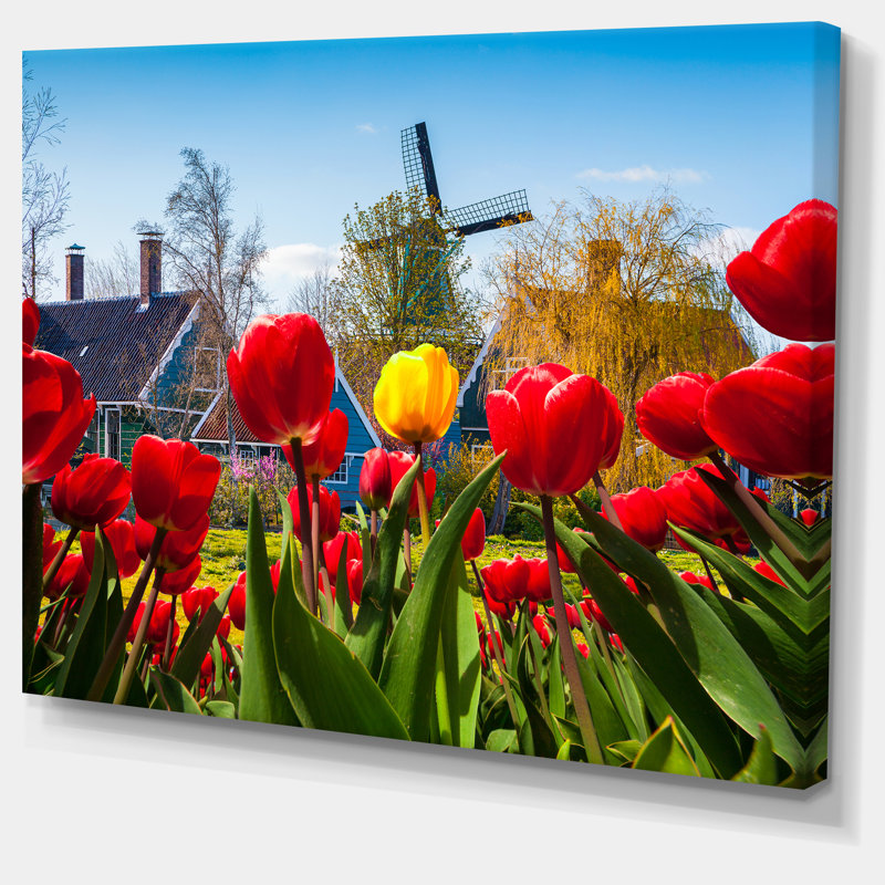 Tulipes au Pays-Bas - reproduction de photo sur toile tendue, H 28 po x l 60 po