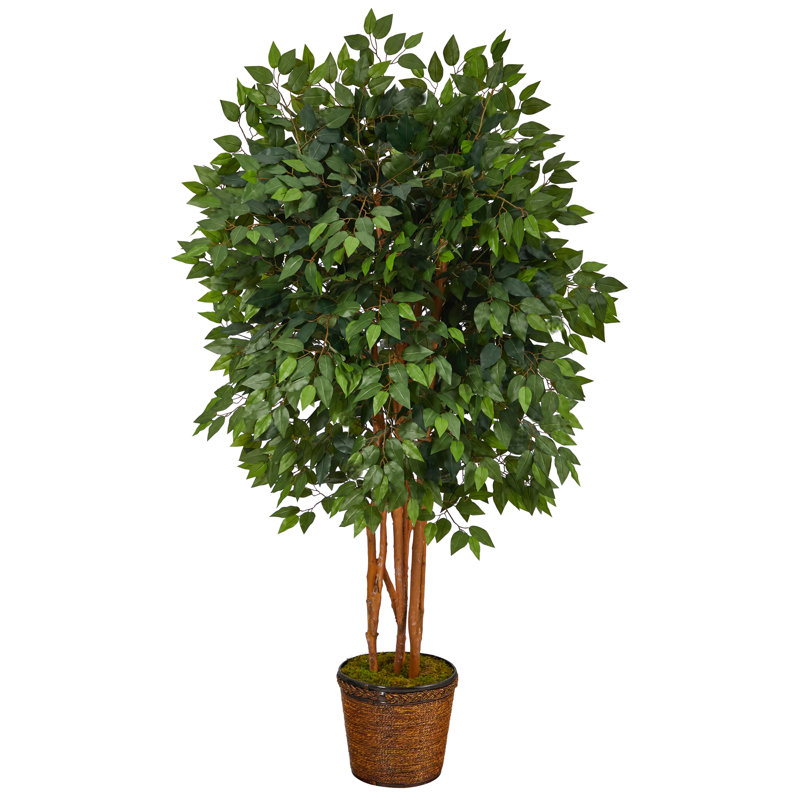 Faux Ficus Tree in Wood Planter, 66" H x 33" W x 33" D