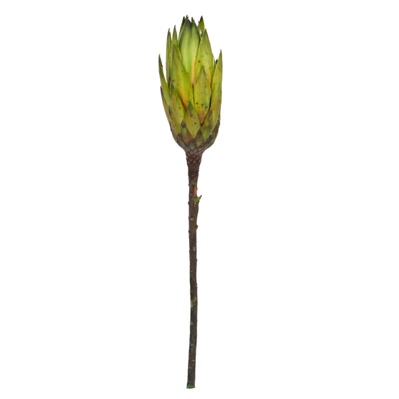 Primrue 14" Nectarine Repens on a Natural Stem. Includes 6 Stems per Bunch, Dried, Basil