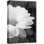 "Flower Blossom", marguerite noire et blanche et typographie cursive, photographie botanique moderne, art rustique sur toile-99542703