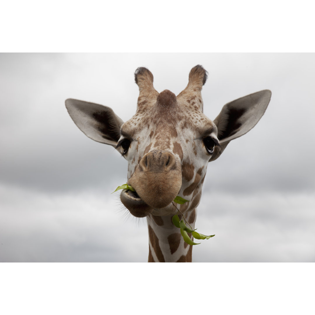 Giraffe von Buena Vista Images - Druck